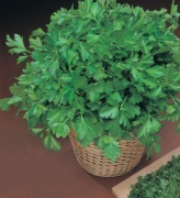 Commun (Reci Sementi)