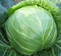 Constable F1 (Clause)