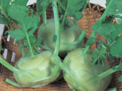 Quick Star F1 (Agrimatco)