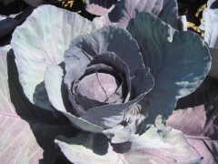 Red Dinasty F1 (Agrimatco)