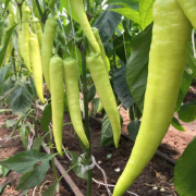Nitro F1 (Agrimatco)