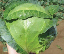 Platinium Dinasty F1 (Agrimatco)