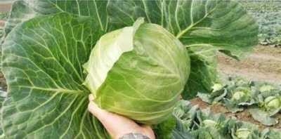 Constable F1 (Clause)