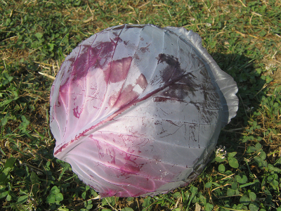 Red Dinasty F1 (Agrimatco)