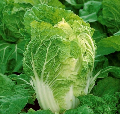 Bilko F1 - Kineski kupus (Bejo)