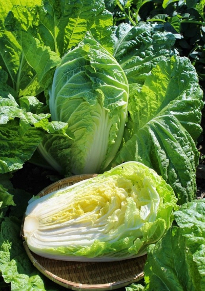 Bilko F1 - Kineski kupus (Bejo)