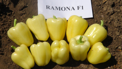 Ramona F1 (Hoya)